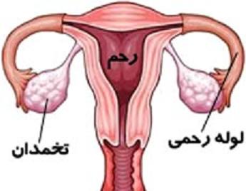 زیگوت - 10 نکته ای که باید در مورد لقاح بدانید