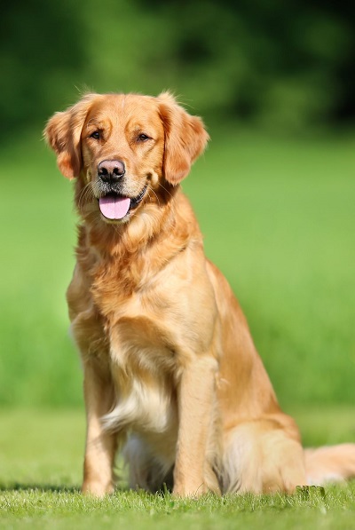 golden retriever dog royalty free image 505534037 1565105327 - 20 نژاد شگفت انگیز از انواع نژاد سگ ها