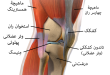 Knee anatomy Fa 110x75 - ماهیچه بین زانو و پا چه نام دارد ؟