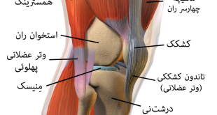 Knee anatomy Fa 310x165 - ماهیچه بین زانو و پا چه نام دارد ؟