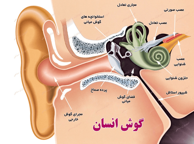 ساختار گوش انسان  - علت گوش درد یک طرفه