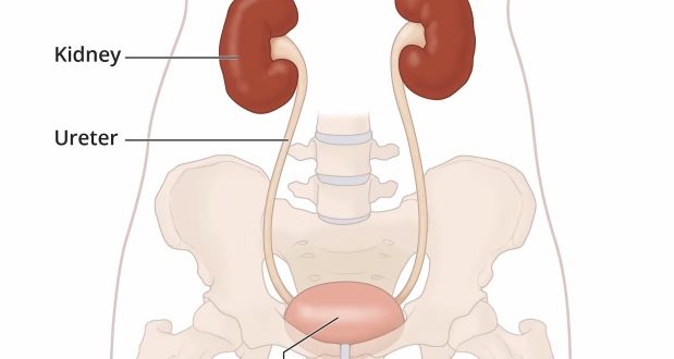 B1Image 01A Urinary TrackMainFINALLabels 619x330 - کلیه ها در کدام قسمت بدن قرار دارند