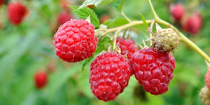 figure raspberry - 6 تا از میوه های مفید برای کم کاری تیروئید